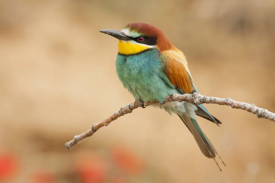 اصول نگهداری از خرگوش در خانه
